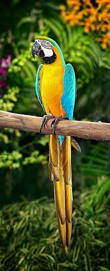 Blue-and-yellow macaw - Wikipedia