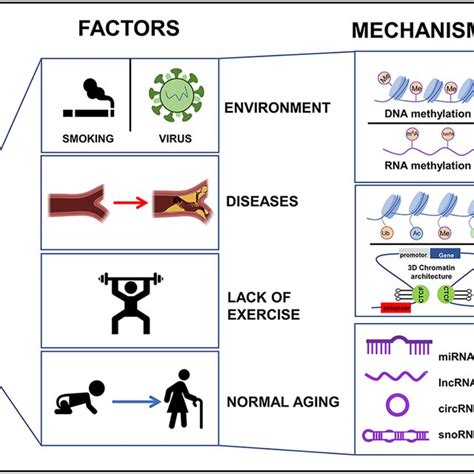 | Schematic diagram of epigenetics-mediated vascular aging in ...