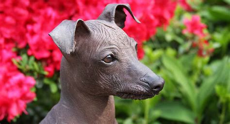 Peruvian Hairless Dog – Is His Personality As Fun As His Look?