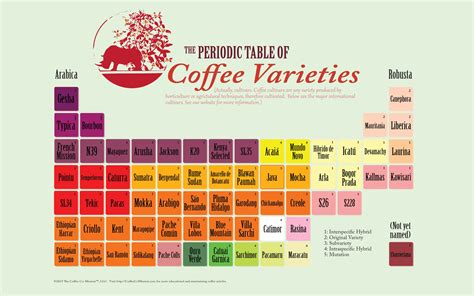 Coffee Bean Types Chart