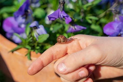 The Ultimate Beginners Guide to Keeping Snails as Pets