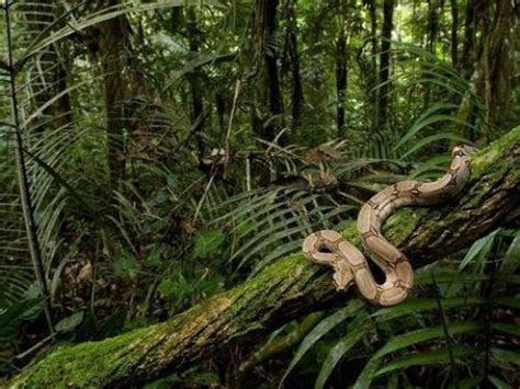 10 Facts about Congo Rainforest - Fact File