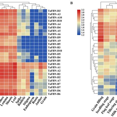 Fibrillin (FBN) gene family in Triticum aestivum. | Download Scientific ...