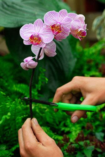 Anisti Ibuno Flowers : Pruning Orchids