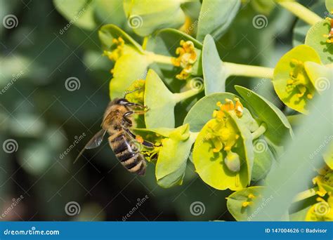 Honey Bee, Pollination Process Stock Photo - Image of macro, farm ...