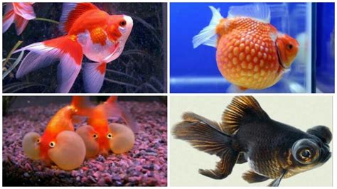 12 kinds of goldfish and their characteristics - YouTube