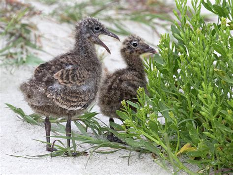 Laughing Gull Chicks Photograph by Art Cole | Fine Art America