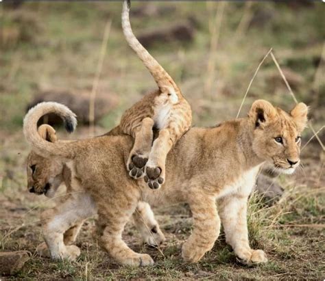 Two juvenile lion cubs playing. So cute. | Lion cubs playing, Animals ...