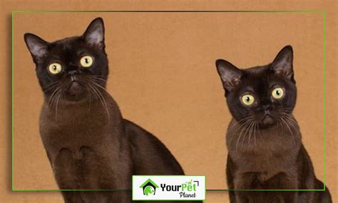 5 Stunning Brown Cat Breeds: Discover Your Perfect Match