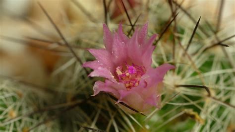 Cactus flower blooming time lapse. 17554082 Stock Video at Vecteezy