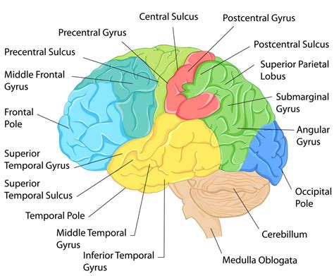 Labeled Brain Diagram Brain Anatomy Diagram Media | Images and Photos ...