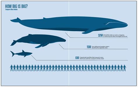 How Big Is a Blue Whale Egg Cell - DakotaminFlynn