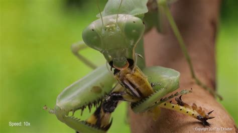 Praying Mantis Feeding - Timelapse - YouTube