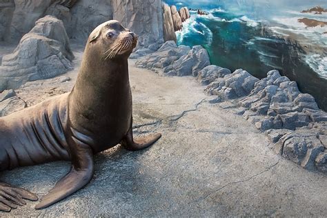 Seals and Sea Lions Habitat | Southern California/Baja Gallery ...