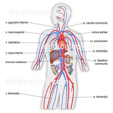 Circulatory system - human anatomy