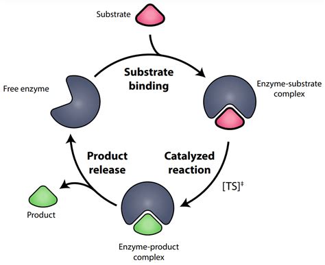 Enzyme Substrate