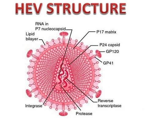 Hepatitis E Symptoms, Cause, Vaccine, Diagnosis and Treatment - Jotscroll