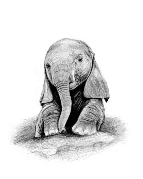 Drawing Of A Baby Elephant