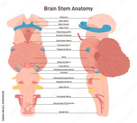 Brain stem anatomical structure. Biological sections of posterior Stock ...