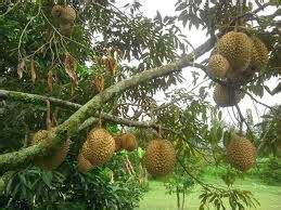 Teknik menanam buah durian terbaik ~ Blog Ogut Dhezire