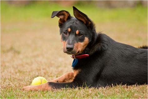 Australian kelpie - Puppies, Facts, Pictures, Price, Temperament ...