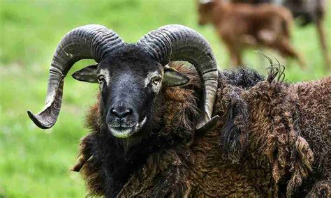 Soay Sheep - Lake District Wildlife Park