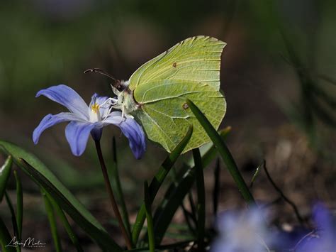 Brimstone butterfly on Behance