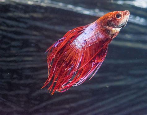 Understanding the Journey of Betta Fish: Healing Fin Loss and ...