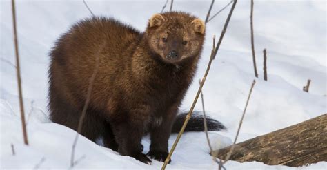 Fisher Tracks: Identification Guide for Snow, Mud, and More - A-Z Animals