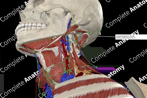 Jugulodigastric Node | Complete Anatomy