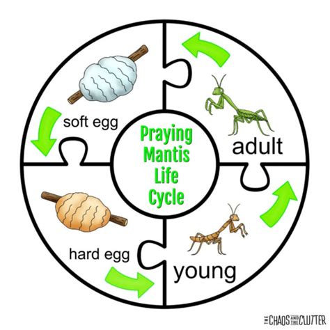 Praying Mantis Life Cycle Sensory Bin