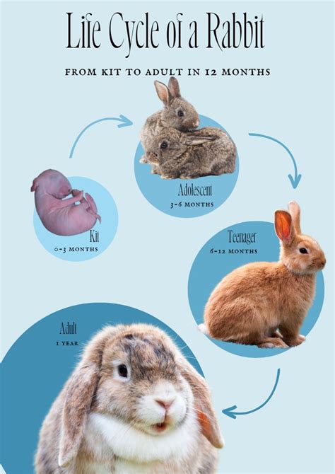 Cottontail Rabbit Life Cycle