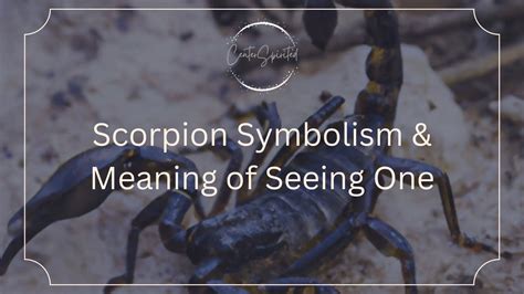 Scorpion Symbolism & Meaning of Seeing One