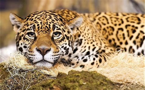 Jaguar: The National Animal of Brazil