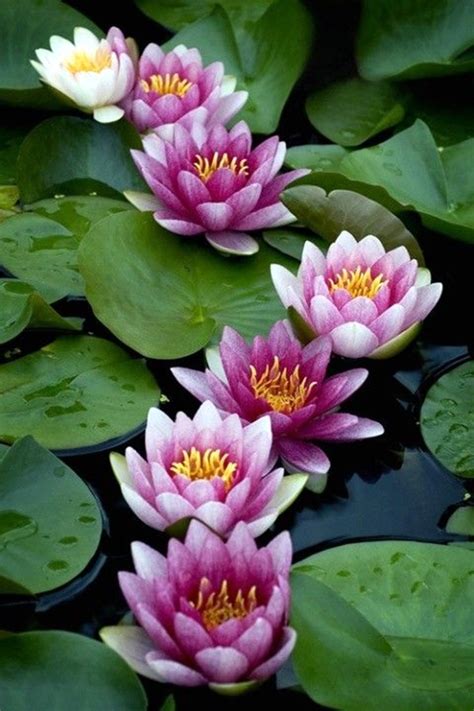 40 Peaceful Lotus Flower Painting Ideas