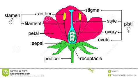 Parts of a flower stock vector. Illustration of flower - 58036575 ...