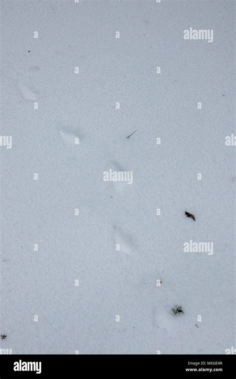 Roe deer tracks in the snow in wood Stock Photo - Alamy