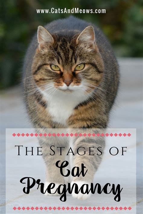 The Stages of Cat Pregnancy - Cats and Meows