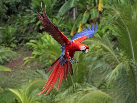 Scarlet Macaw | Beauty Of Bird