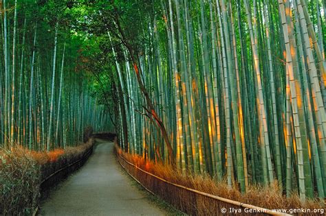 Sagano Bamboo Grove, Arashiyama, Kyoto, Japan photo on Sunsurfer