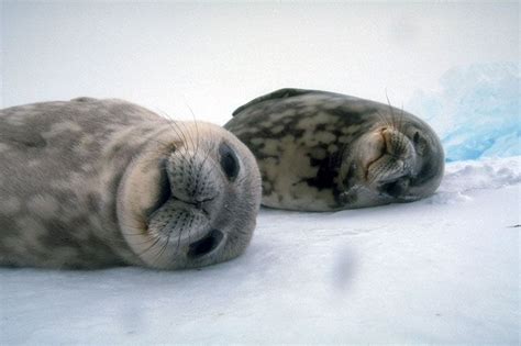 Seal pup, Cute animals, Cute seals