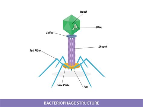 Structure of typical bacteriophage virus 11490577 Vector Art at Vecteezy