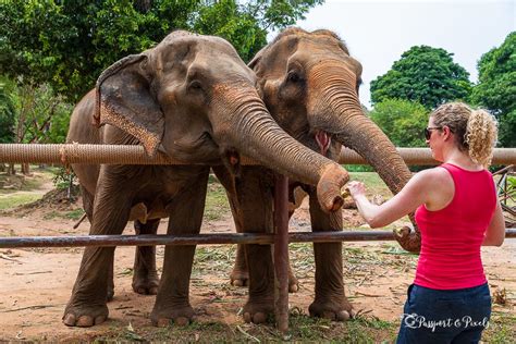 Visiting The Delightful Koh Samui Elephant Sanctuary Thailand