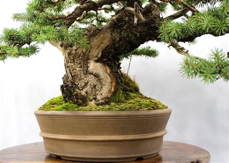 Care guide for the Spruce Bonsai tree (Picea) - Bonsai Empire