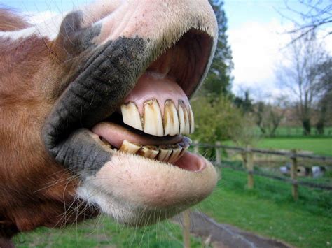 Catherine's World of Horses: Teeth Problems in Horses??