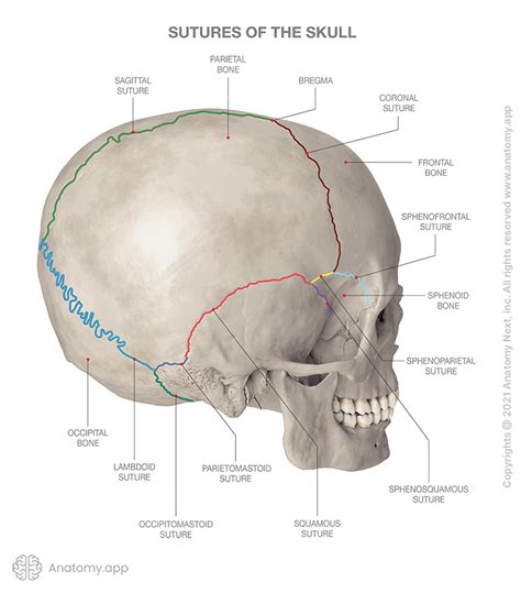 Skull | Encyclopedia | Anatomy.app | Learn anatomy | 3D models ...