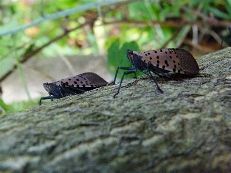 Are Spotted Lanternflies Poisonous to Pets?