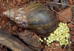 Giant African Snail Eggs