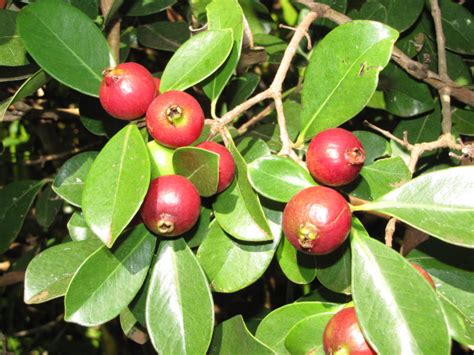 22 Different Guava Tree Varieties - ProGardenTips