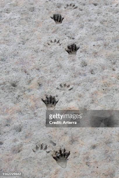 22 Raccoon Footprints Stock Photos, High-Res Pictures, and Images ...